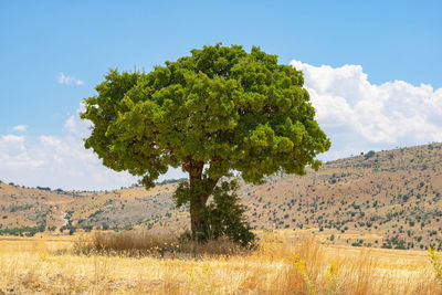 A lonely tree in the agricultural field