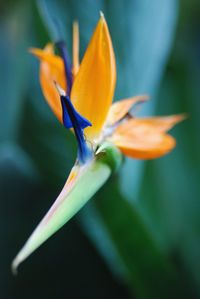 Close-up of orange flowering plant