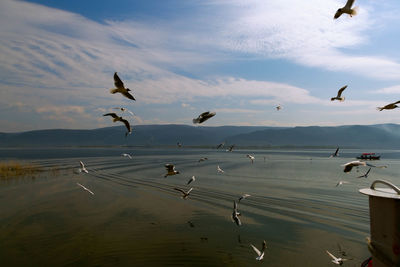 Seagulls flying over sea