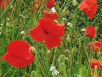 Close-up of red poppies blooming in field