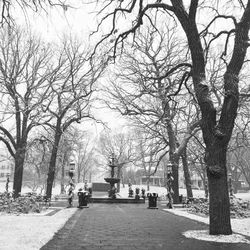 Bare trees in park