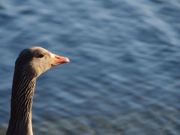 Close-up of duck swimming in lake