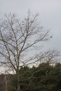 Bare trees against sky