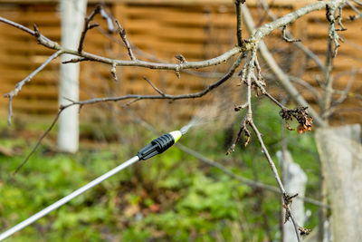 Spraying fruit trees with a pump sprayer with insecticides and fungicides in the spring season