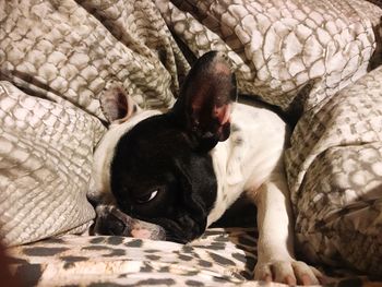 Close-up of dog relaxing on bed