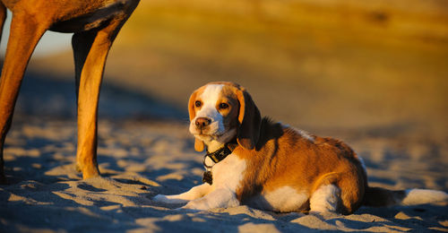 Beagle puppy sitting on sand