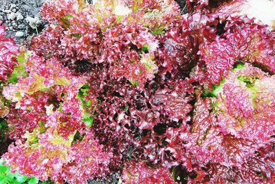 Full frame shot of pink flower tree