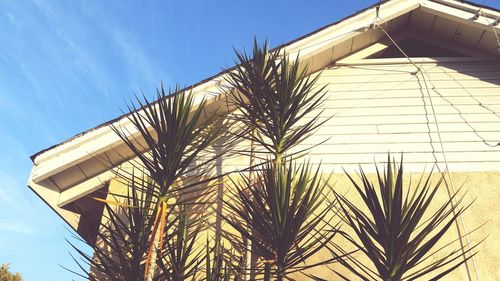 Low angle view of tree and house against sky