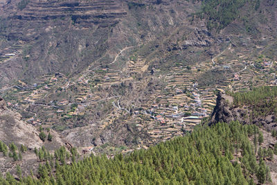 High angle view of plants on land