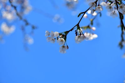 Low angle view of cherry blossom against blue sky