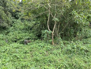 View of a reptile in the forest