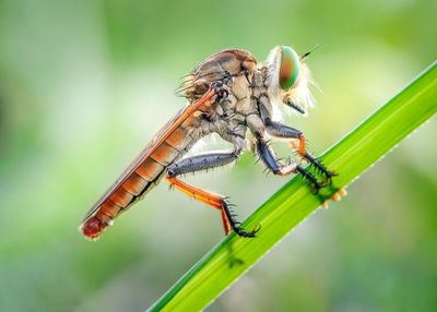 Close-up of dragonfly on leaf