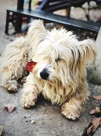 Close-up of a dog looking away