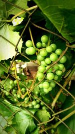 Close-up of grapes growing on tree