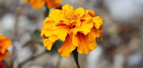 Close-up of yellow flower