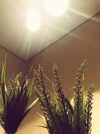 Low angle view of plants against sky on sunny day