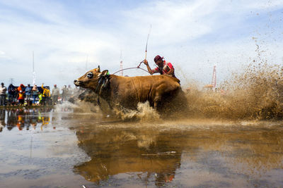 Man riding horse in water