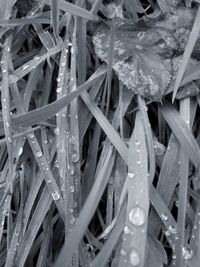 Full frame shot of wet plants