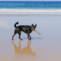 Full length of a dog running on beach with stick