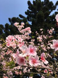 Close-up of pink flowers on tree