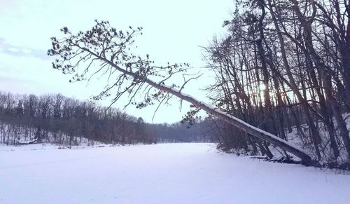 Trees on snow covered landscape against sky