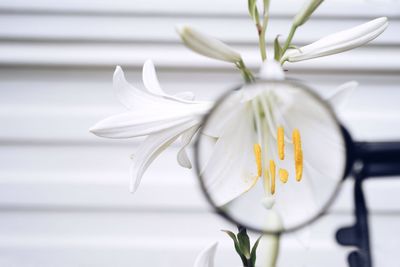 Close-up of magnifying glass against white flower