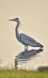 Side view of a bird on a lake