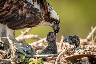 Close-up of osprey feeding young birds in nest