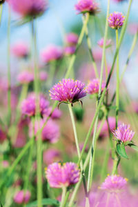 Close-up of pink flowering plants on field