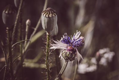 Close-up of purple thistle flowers on field