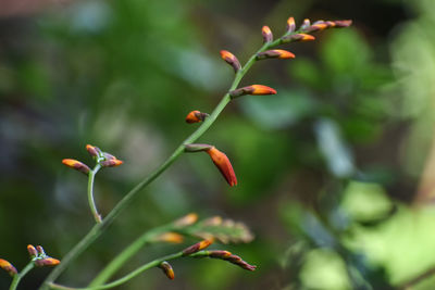 Beautiful closeup photograph of gladiolus buds with green background.