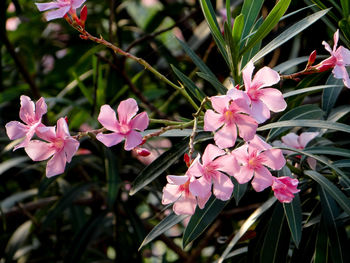 Close-up of pink flowering plant