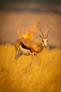 Springbok walks through grass ahead of fire