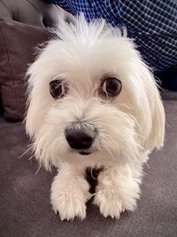 Close-up portrait of white dog