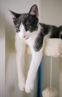 Close-up portrait of cat at home