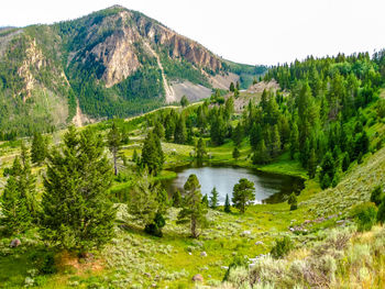 Scenic view of forest against sky