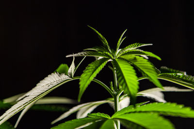 Close-up of plant against black background