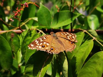 Close-up of butterfly on leaves