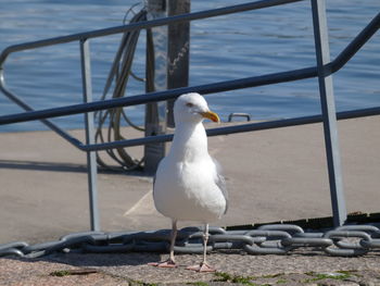 Seagull perching on a beach