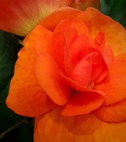 Close-up of orange rose