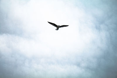 Low angle view of seagull flying in sky