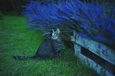 Portrait of cat sitting on purple plant