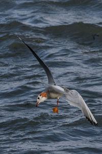 Close-up of seagull on lake