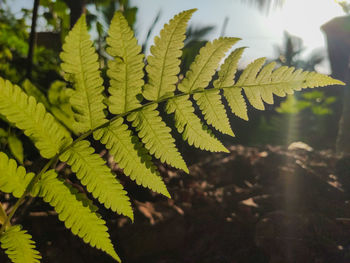 Close-up of fern leaves