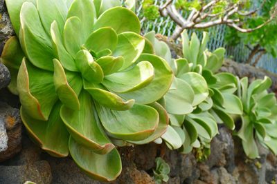 Close-up of succulent plant