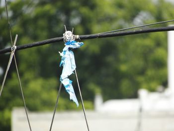 Close-up of blue hanging on tree