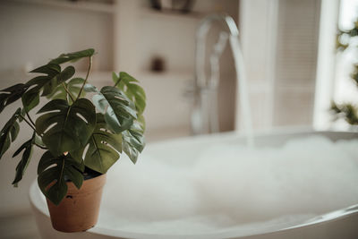 Close-up of potted plant