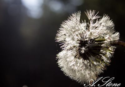 Close-up of dandelion