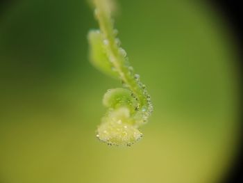 Close-up of green leaf