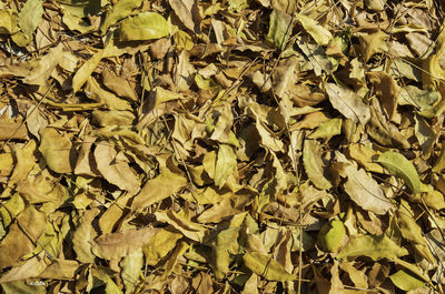 Full frame shot of dried leaves on field